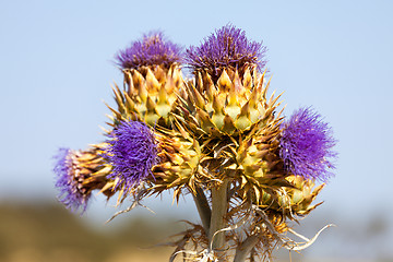 Image showing Vibrant milk thistle flowers