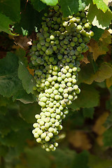 Image showing Bunch of green grapes on grapevine in vineyard