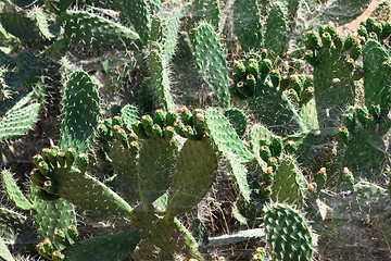 Image showing Bush green prickly cactus with spider web