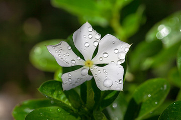 Image showing Garden white flower covered with water droplets