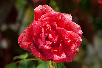 Image showing Garden red rose covered with water droplets