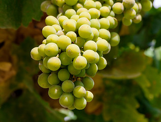 Image showing Bunch of green grapes on grapevine in vineyard