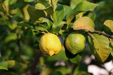 Image showing Yellow and green lemons hanging on tree