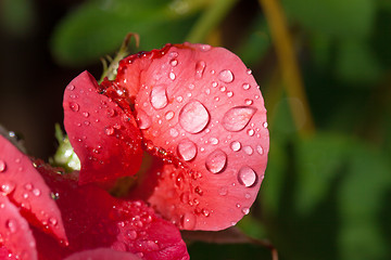 Image showing Garden red rose covered with water droplets