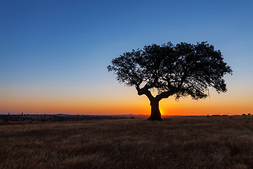 Image showing Single tree in a wheat field on a background of sunset