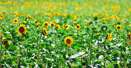 Image showing Beautiful yellow sunflowers in the field