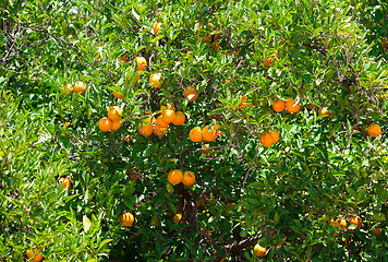 Image showing Fresh orange fruits on tree