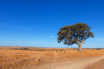 Image showing Single tree in a wheat field on a background of blue sky