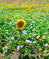 Image showing Beautiful yellow sunflowers in the field