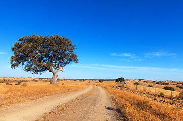 Image showing Single tree in a wheat field on a background of blue sky