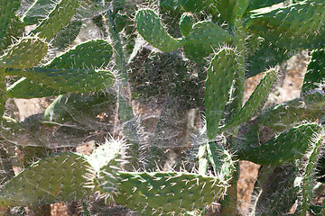 Image showing Bush green prickly cactus with spider web