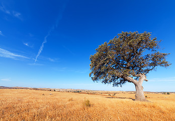 Image showing Single tree in a wheat field on a background of blue sky