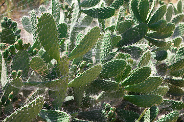 Image showing Bush green prickly cactus with spider web