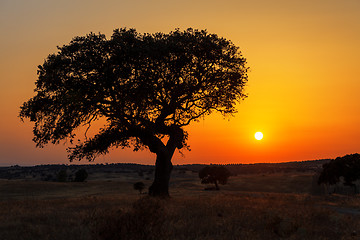 Image showing Single tree in a wheat field on a background of sunset