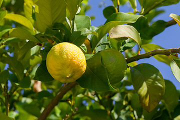 Image showing Yellow and green lemons hanging on tree