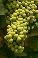 Image showing Bunch of green grapes on grapevine in vineyard