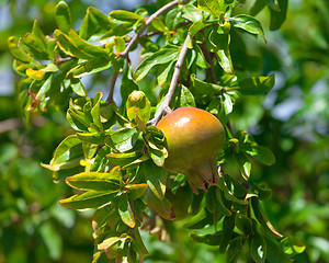 Image showing Pomegranate fruit on the green tree