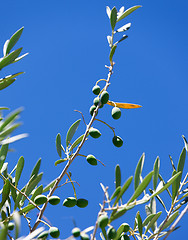 Image showing Olive branch with olives
