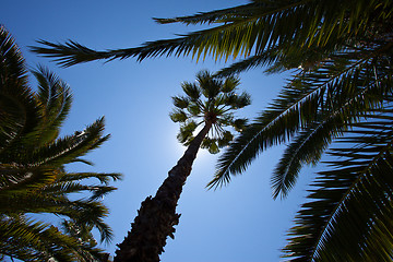 Image showing tropical trees