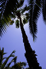 Image showing tropical trees