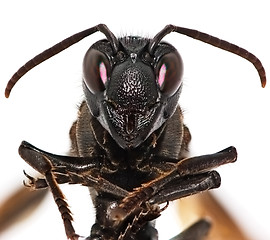 Image showing Paper wasp portrait isolated on white background