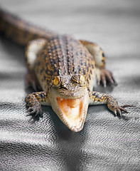 Image showing Small crocodile close up