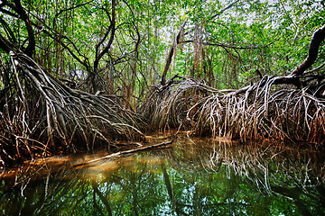 Image showing Mangroves in the delta of the tropical river. Sri Lanka