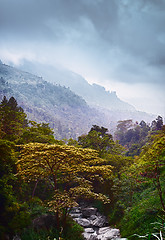 Image showing Dramatic vertical landscape. Forest and Stream