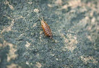 Image showing Sea slater (sea louse) on stone background