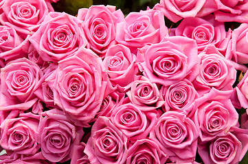 Image showing roses background