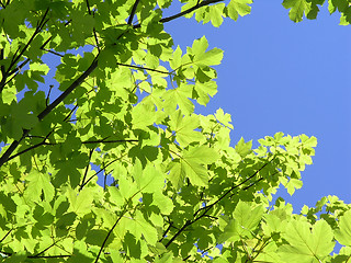 Image showing green leaves