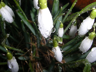 Image showing Snowdrops 17.03.2005