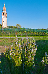 Image showing Venice Burano Mazorbo vineyard