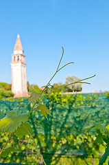 Image showing Venice Burano Mazorbo vineyard