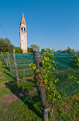 Image showing Venice Burano Mazorbo vineyard