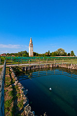 Image showing Venice Burano Mazorbo vineyard