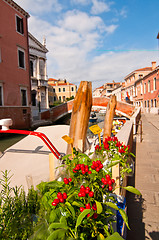 Image showing Venice Italy red chili pepper plant