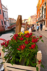 Image showing Venice Italy red chili pepper plant 