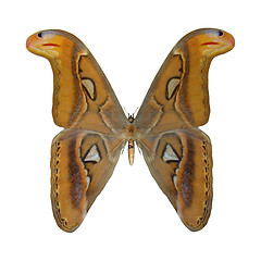 Image showing Atlas Moth