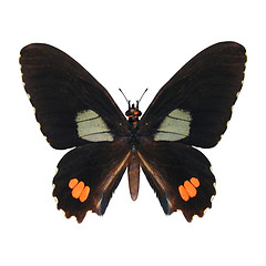 Image showing  Red-spotted Swallowtail 