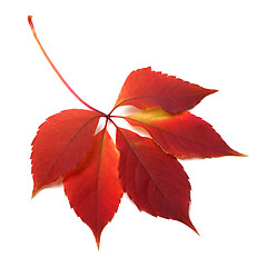 Image showing Autumn red leaf