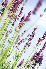 Image showing Lavender flowers 