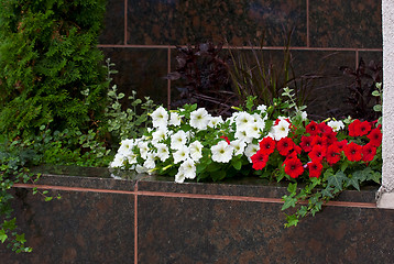 Image showing Flowers on marble.