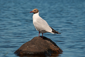 Image showing Seagull on the stone.