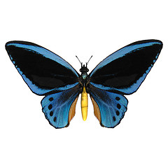 Image showing Birdwing