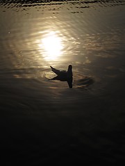 Image showing bird on water