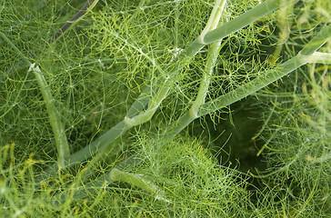 Image showing Fennel closeup