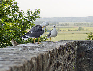 Image showing Gulls in France
