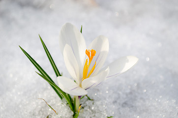 Image showing saffron crocus white spring bloom closeup in snow 