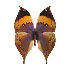 Image showing Indian Leaf Butterfly